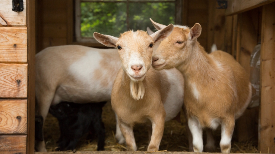 Goats in a stall